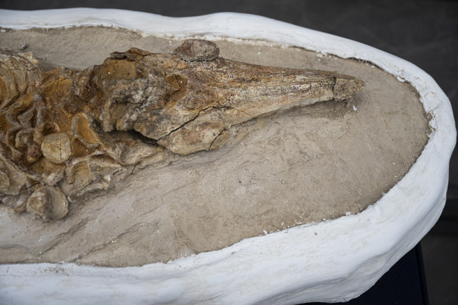 fosile delfin 1