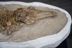 fosile delfin 1