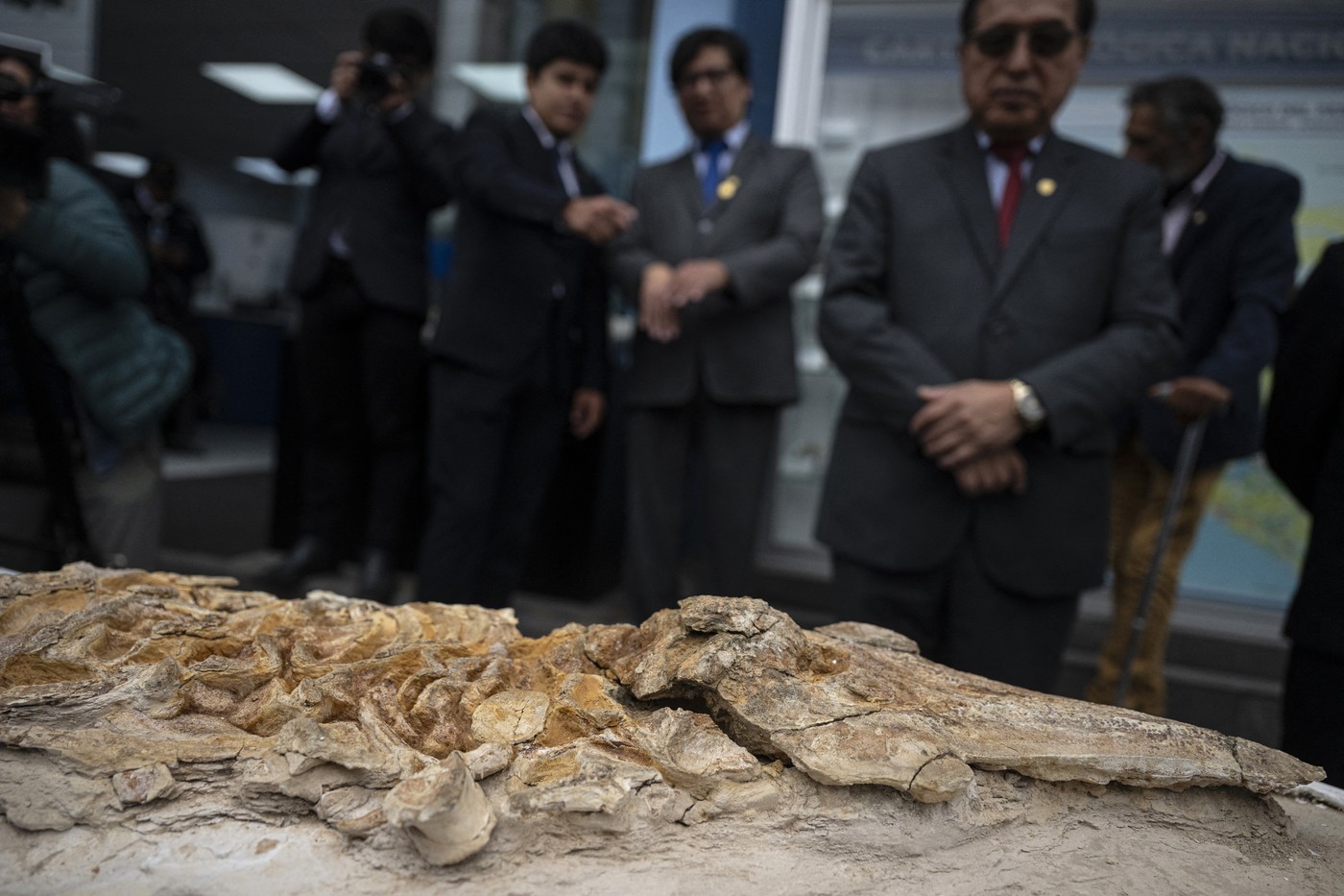 Descoperire paleontologică rară: fosilele unui delfin, vechi de 12 milioane de ani, descoperite în Peru