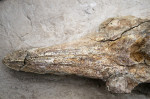 fosile delfin 5