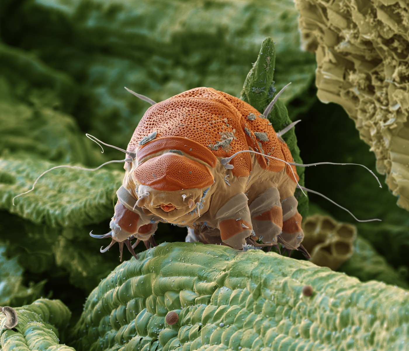 „Monștrii microscopici” care nu mor nici în spațiu: cum ar putea tardigradele să ajute pacienții care au cancer