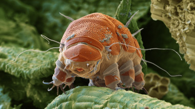 Tardigrade, SEM
