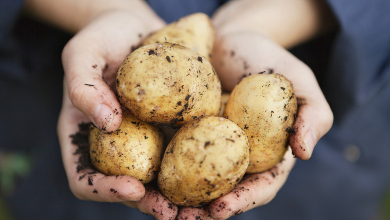 Fermierii români care cultivă cartofi pot primi finanțare de până la 2 milioane de euro. Proiectele pot fi depuse din ianuarie 2026