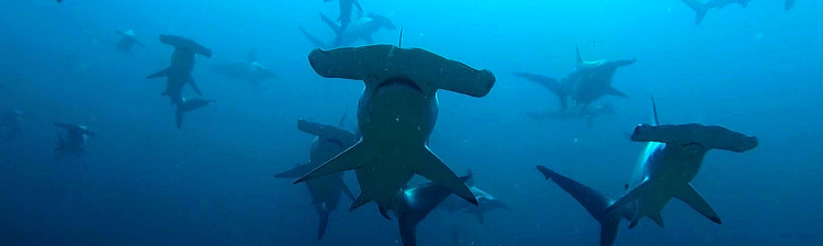 Malpelo
