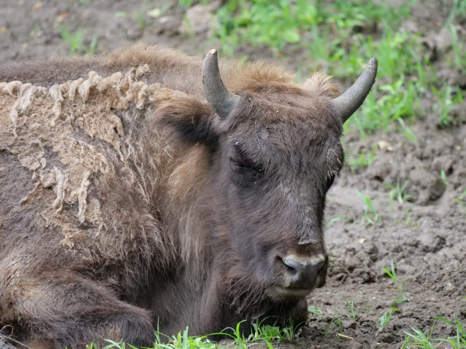 Lovitură pentru programul de repopulare a zimbrilor: 21 de animale au fost găsite moarte în Munții Țarcu. Anunțul autorităților