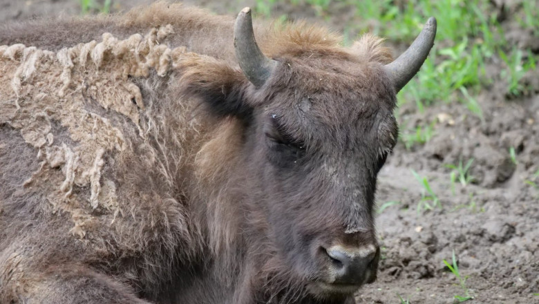 zimbru-romica-romsilva.jpg8_-1536x1152