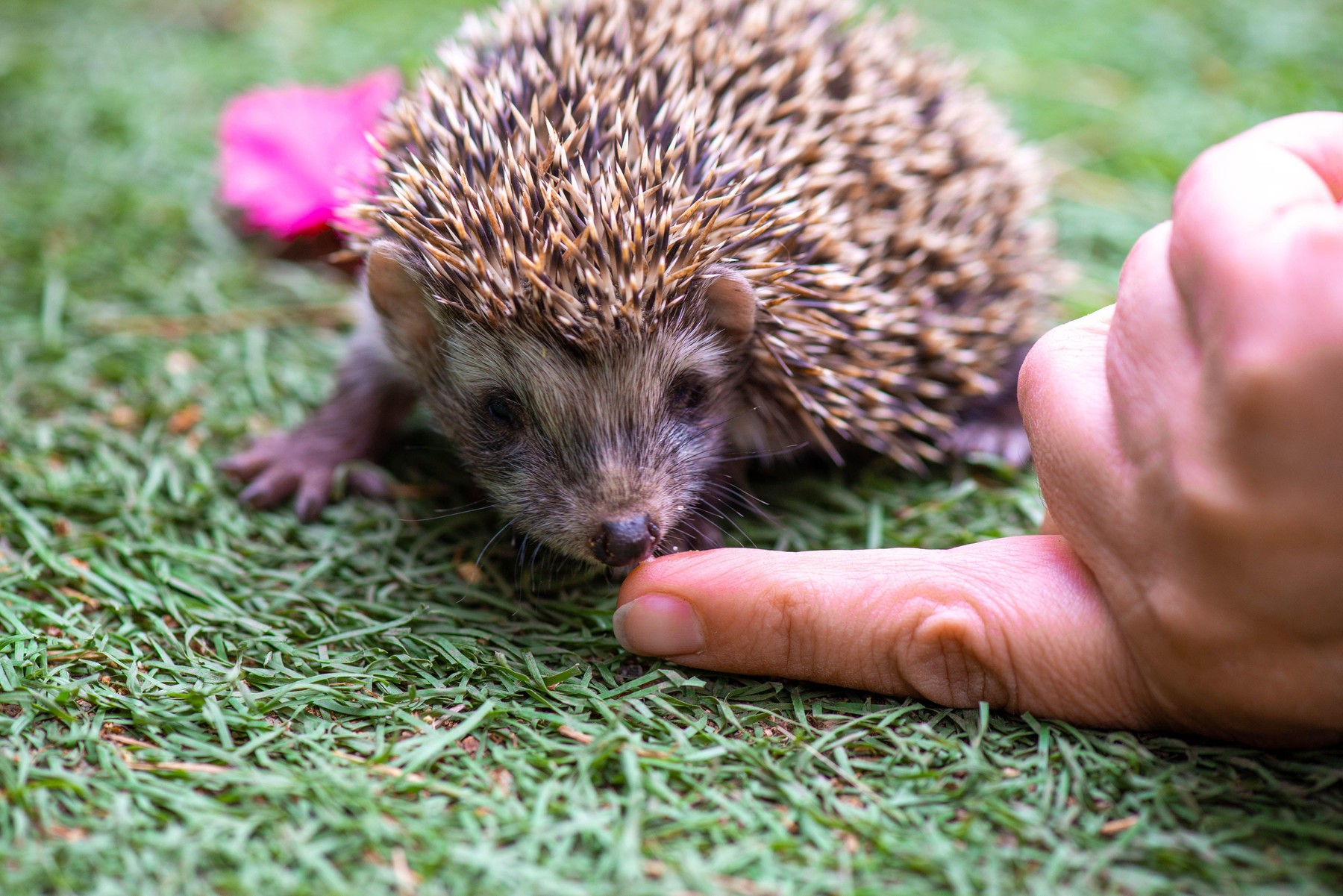 O femeie a ajuns la Urgenţe după ce a fost muşcată de mână de un arici pe care îl confundase cu o pisică