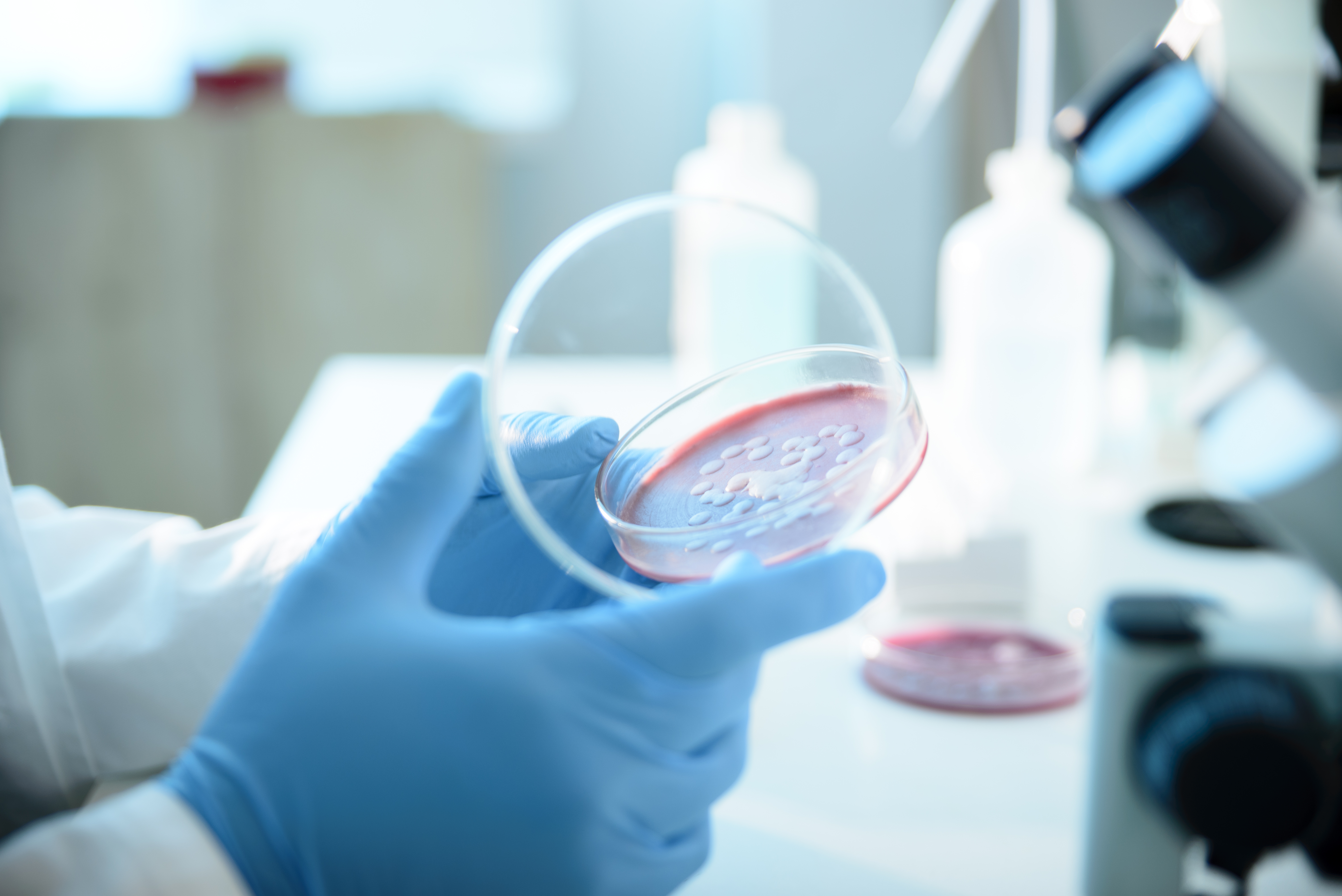 Ce este Serratia marcescens, bacteria descoperită la Spitalul „Sfânta Maria” din Iași, unde au murit șase copii