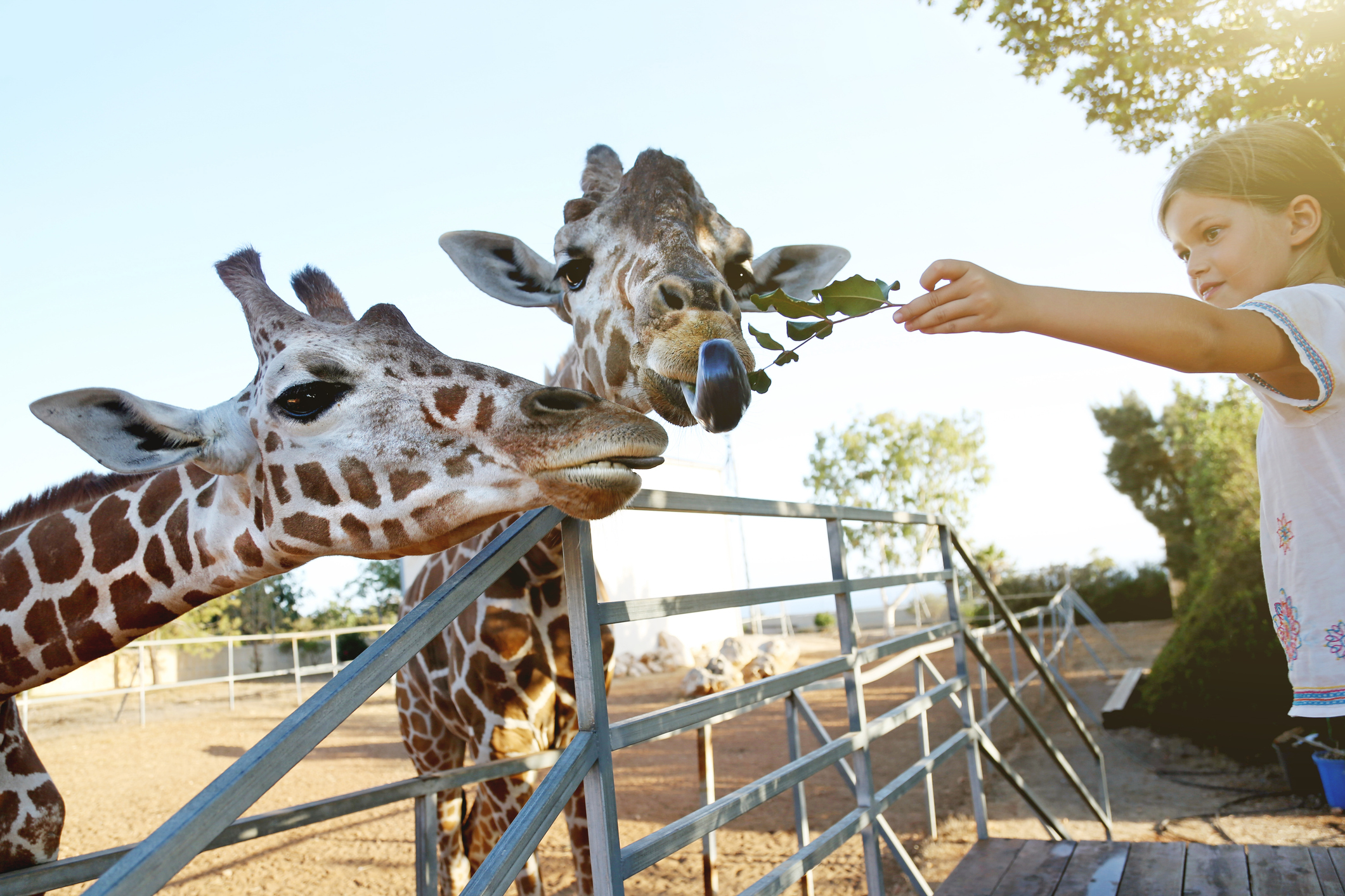 Efectul omului asupra animalelor la Zoo. Care sunt animalele care se bucura ca ne vad, dar si cele deranjate de prezenta vizitatorilor