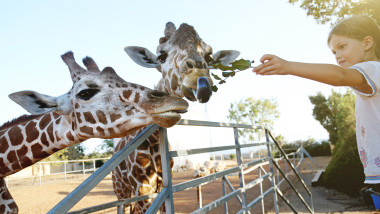 fetita da de mancare unor girafe