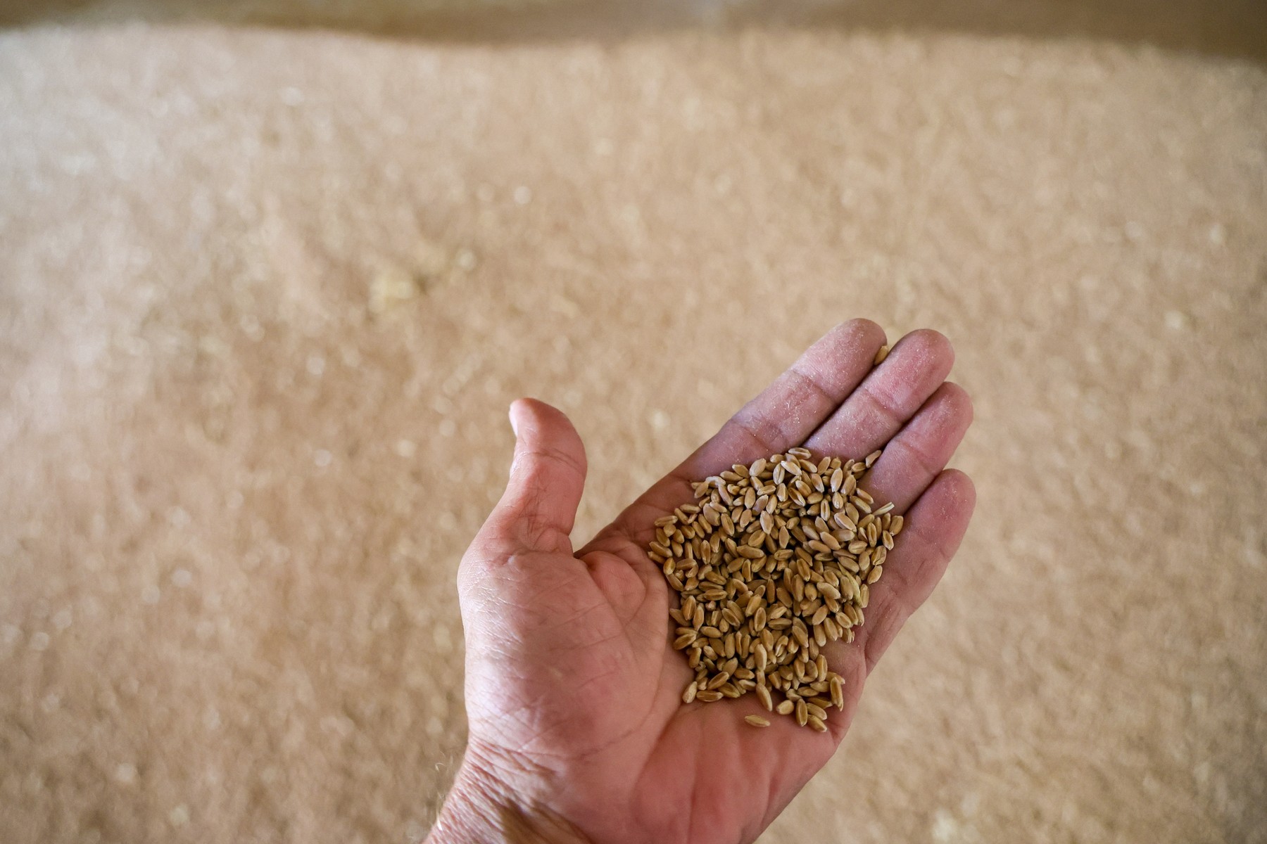 Rusia: Autorităţile au declarat nivel de urgenţă federal în regiunea cu cea mai mare producţie de grâu