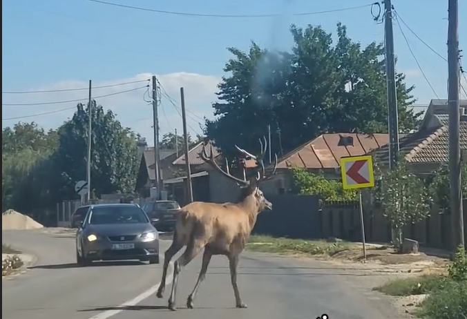 Un cerb a intrat într-o localitate din Călărași, unde a provocat haos pe șosea. Animalul ulterior a fost scos din canalul de irigații