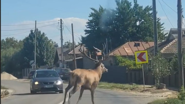 cerb pe sosea in borcea