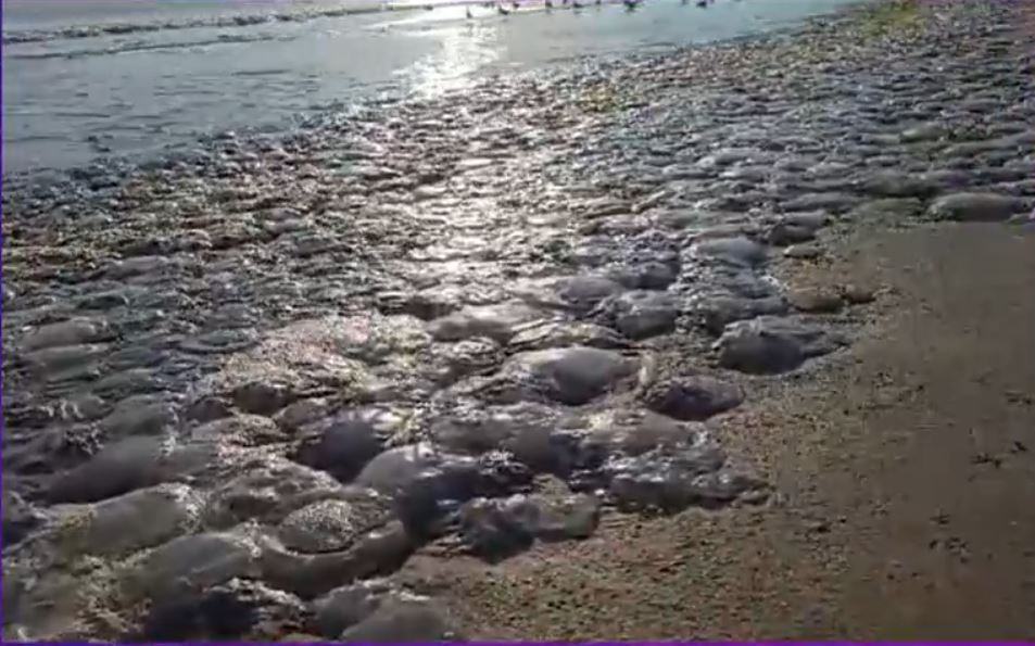 VIDEO Invazie de meduze pe litoral. Cum arată acum o plajă din Mamaia