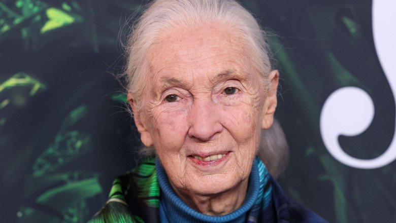 (FILE) Jane Goodall Dead At 91. Jane Goodall, the famed primatologist, anthropologist and conservationist, has died on Wednesday, October 1, 2025 according to the institute she founded. LOS ANGELES, CALIFORNIA, USA - APRIL 14: English zoologist, primatolo