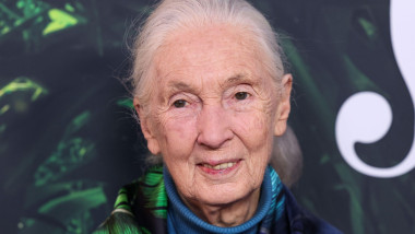 (FILE) Jane Goodall Dead At 91. Jane Goodall, the famed primatologist, anthropologist and conservationist, has died on Wednesday, October 1, 2025 according to the institute she founded. LOS ANGELES, CALIFORNIA, USA - APRIL 14: English zoologist, primatolo