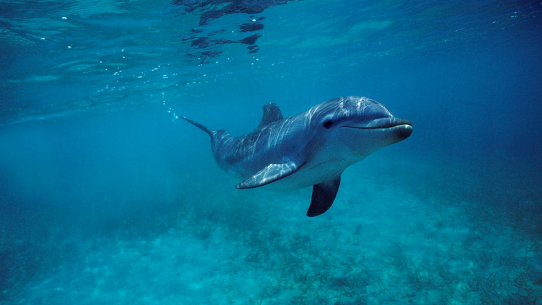 delfin