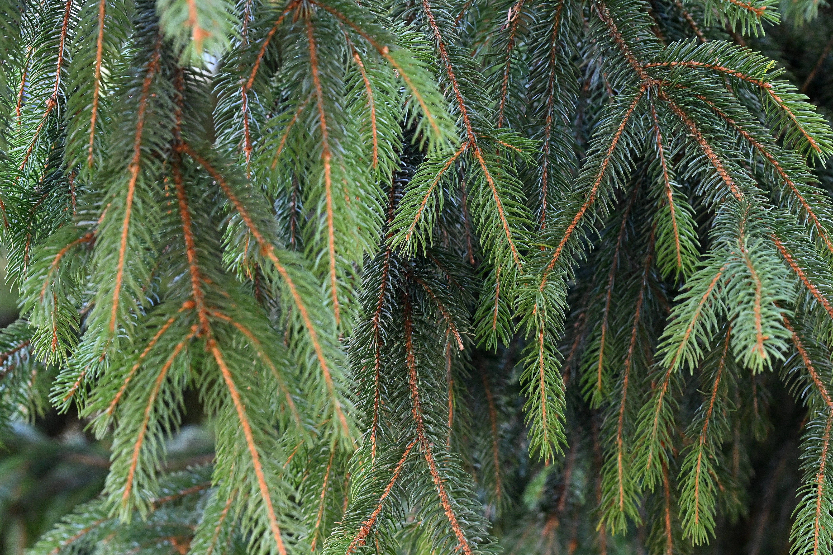 Oamenii de știință au descoperit mici particule de aur în acele de molid. Care este explicația cercetătorilor pentru fenomenul inedit