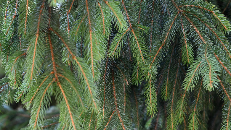 2025 - Wanderung auf den Mistelberg/Heissberg in St. Konrad, am 21.9.2025