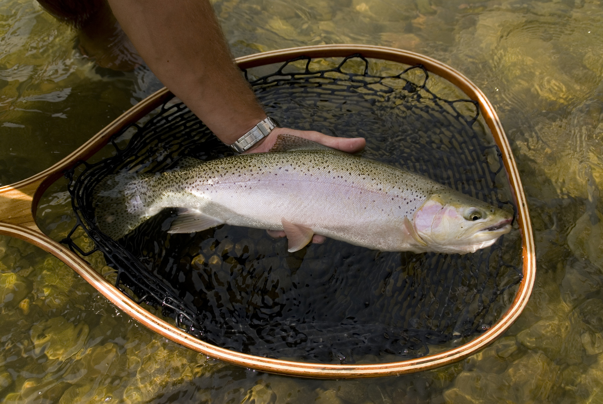 Păstrăvul curcubeu poate fi crescut de-acum și în Marea Neagră. Cum s-au dezvoltat peștii, într-un an, în apa sărată a mării