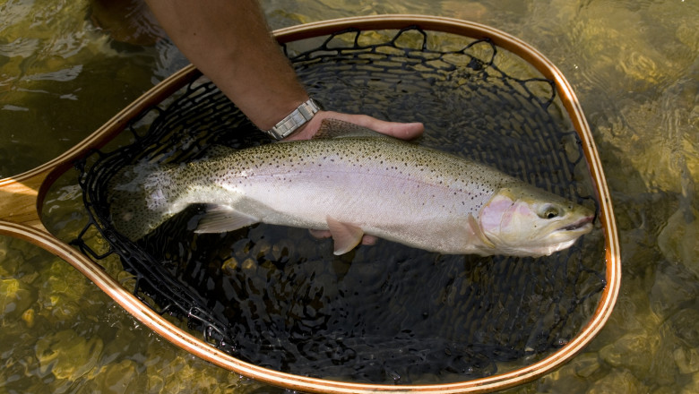 pescar tine in mana un pastrav curcubeu