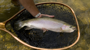 pescar tine in mana un pastrav curcubeu