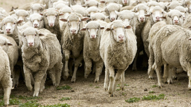 ovine oi
