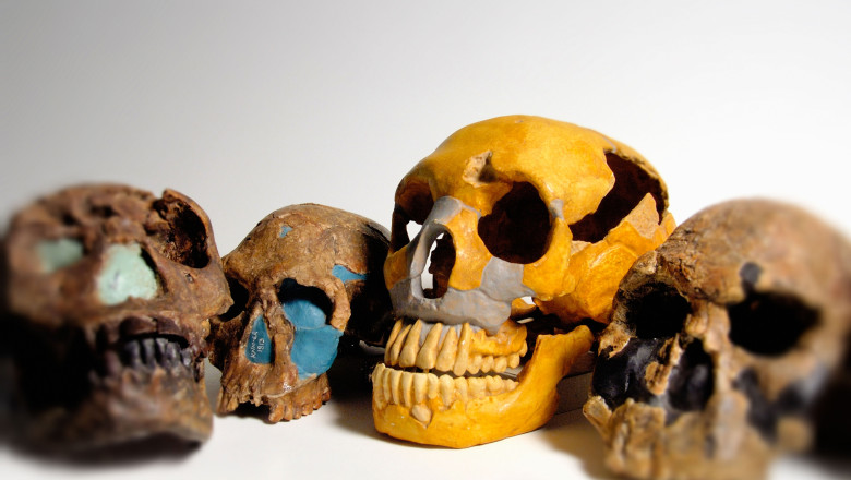 sculls of prehistoric primates (Homo Erectus, Homo Ergaster, Homo Rudolfensis, Homo Habilis, Homo Neanderthaleusis)