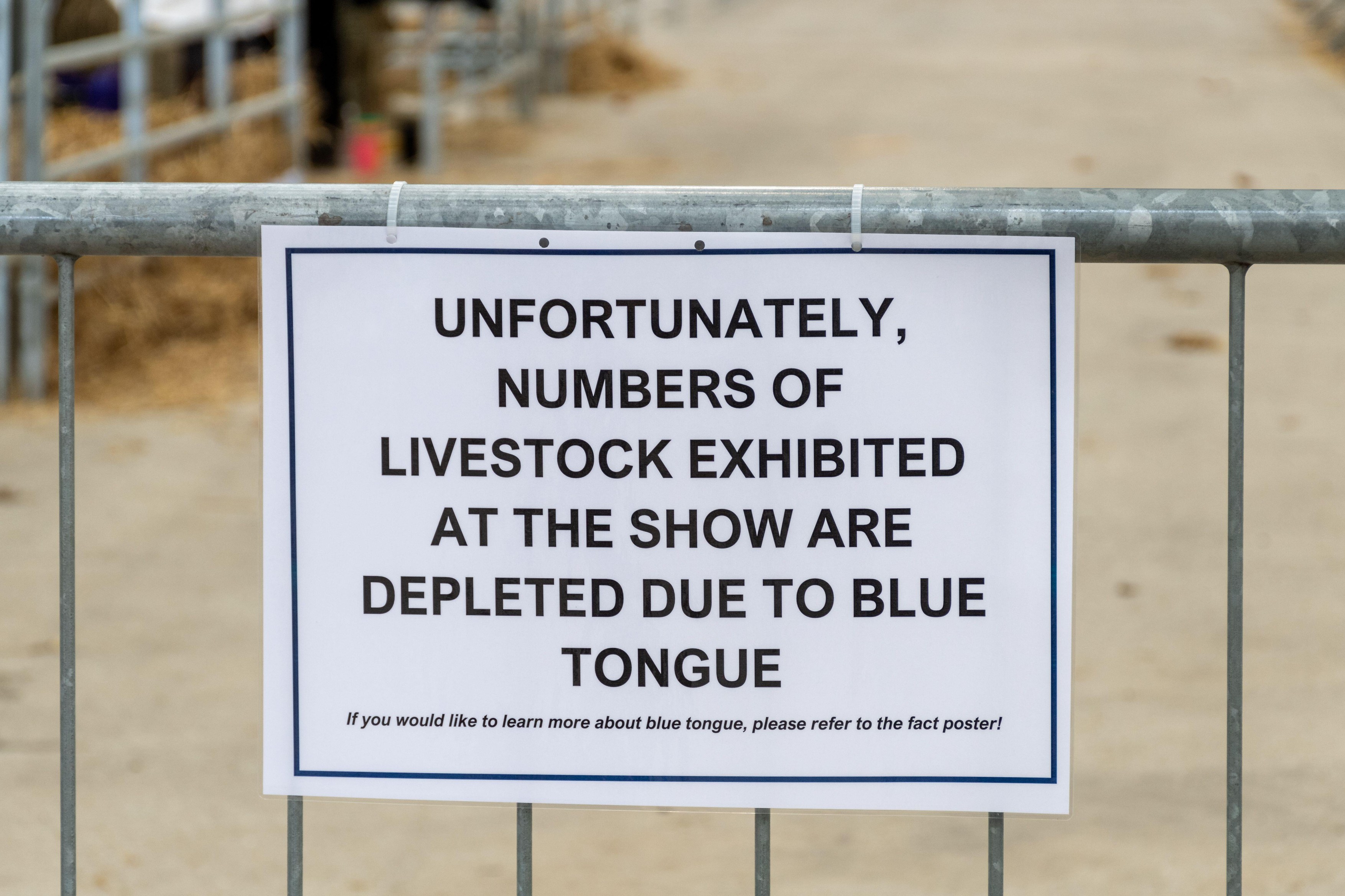 Alerta epidemiologica in Gorj: focar de boala limbii albastre la bovine. Virusul se extinde in Europa, anunta expertii veterinari