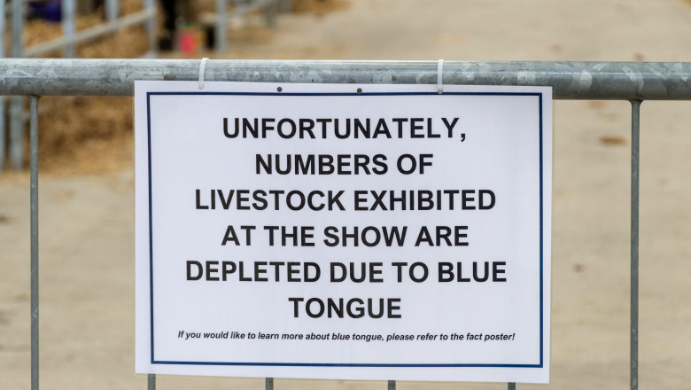 Sign about blue tongue disease at Newbury Show explaining why livestock numbers are low, September 2024, Berkshire, England, UK. Bluetongue virus