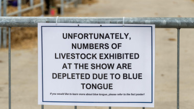 Sign about blue tongue disease at Newbury Show explaining why livestock numbers are low, September 2024, Berkshire, England, UK. Bluetongue virus