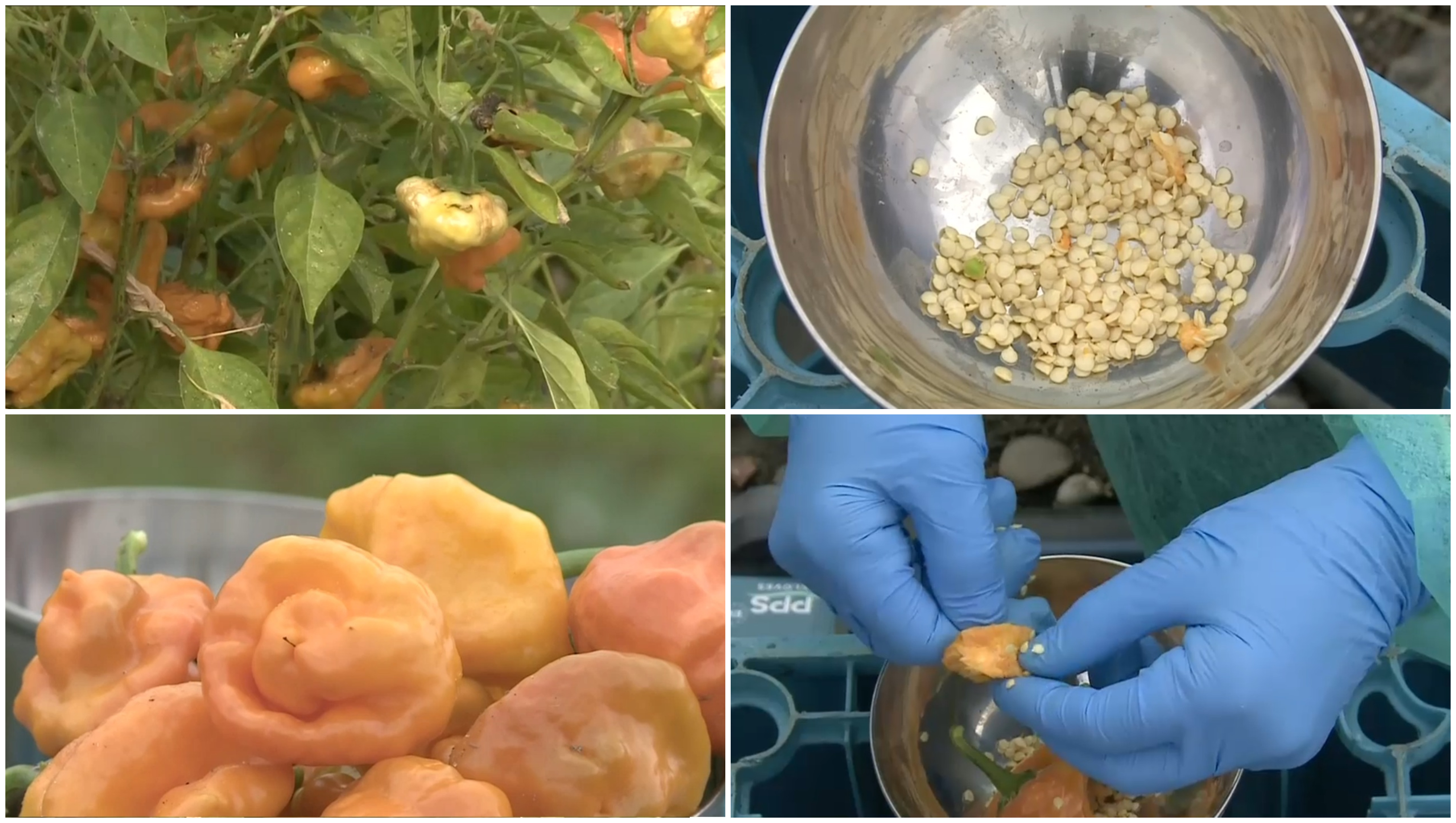 Un soi de ardei iute, creat în România, ar putea deveni cel mai picant din lume. „Abia putem folosi degetele după ce lucrăm cu el”