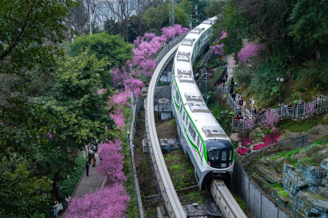CHONGQING, CHINA - FEBRUARY 22: A monorail train runs through blooming plum blossoms in the Fotuguan section of light ra