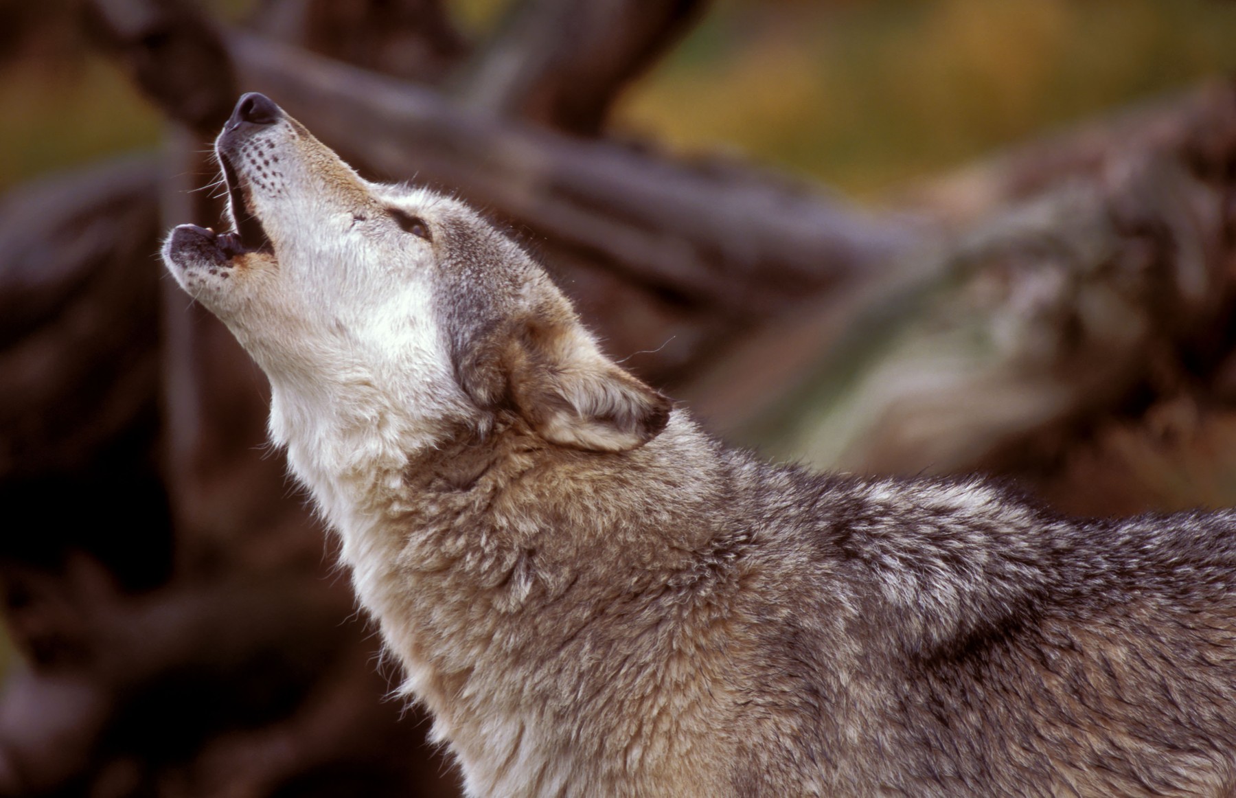 „Lupul cel rău” și implicațiile revenirii prădătorilor în Europa. Cazul danez: preferințele politice și atitudinea față de natură