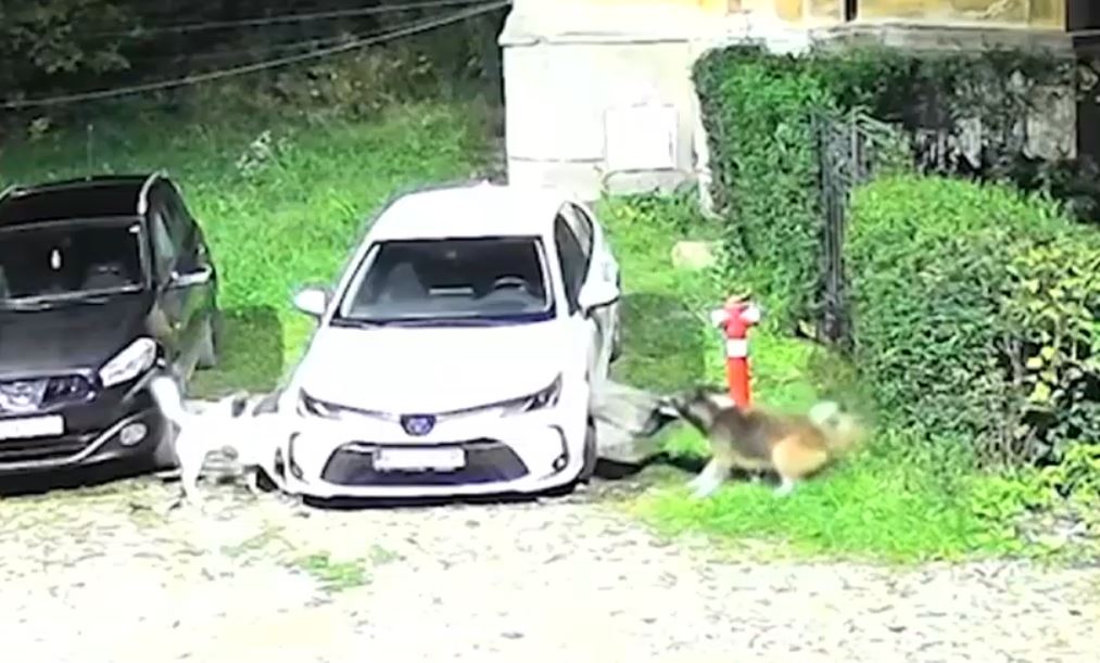 Imagini incredibile surprinse într-o parcare din Petroșani: O haită de câini fără stăpân a distrus o mașină