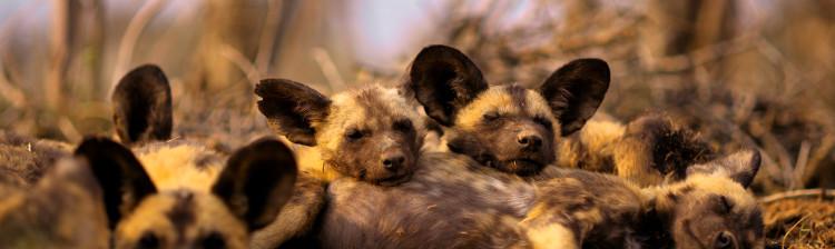 Puii în natură | s1 ep. 1