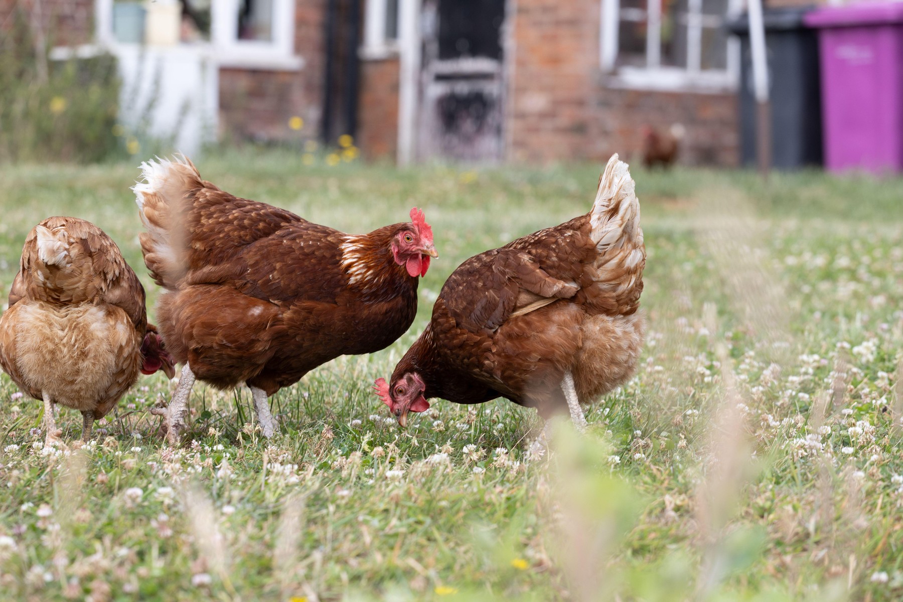 Întrebarea la care trebuie să răspundă poliția germană: „Cine au uitat trei găini într-un vagon Deutsche Bahn, la clasa întâi”