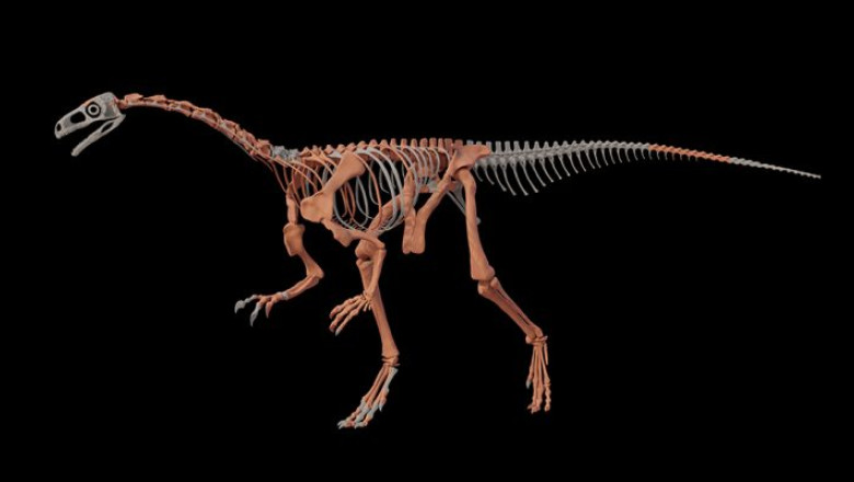 schelet dinozaur, reconstituire