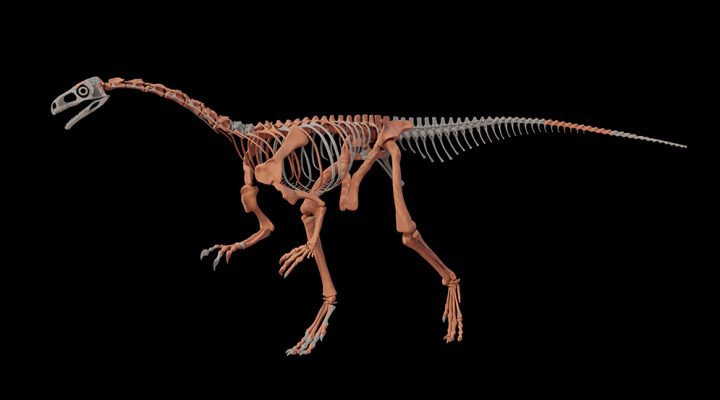 A fost descoperit unul dintre cei mai vechi dinozauri din lume. Cât de mare era Huayracursor jaguensis