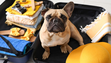 Cute French bulldog sitting in suitcase with clothes and travelling accessories at home, closeup