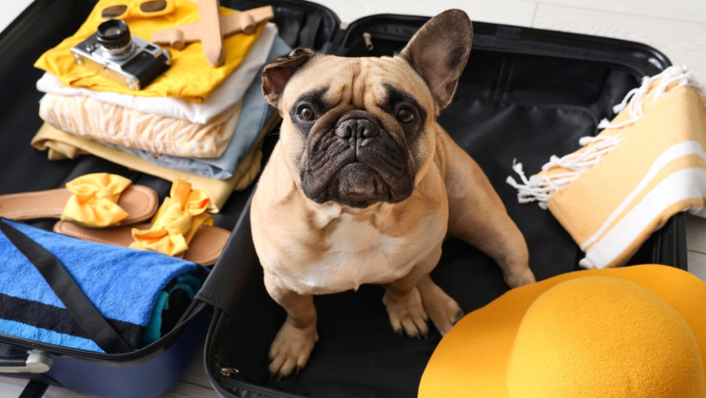 Cute French bulldog sitting in suitcase with clothes and travelling accessories at home, closeup