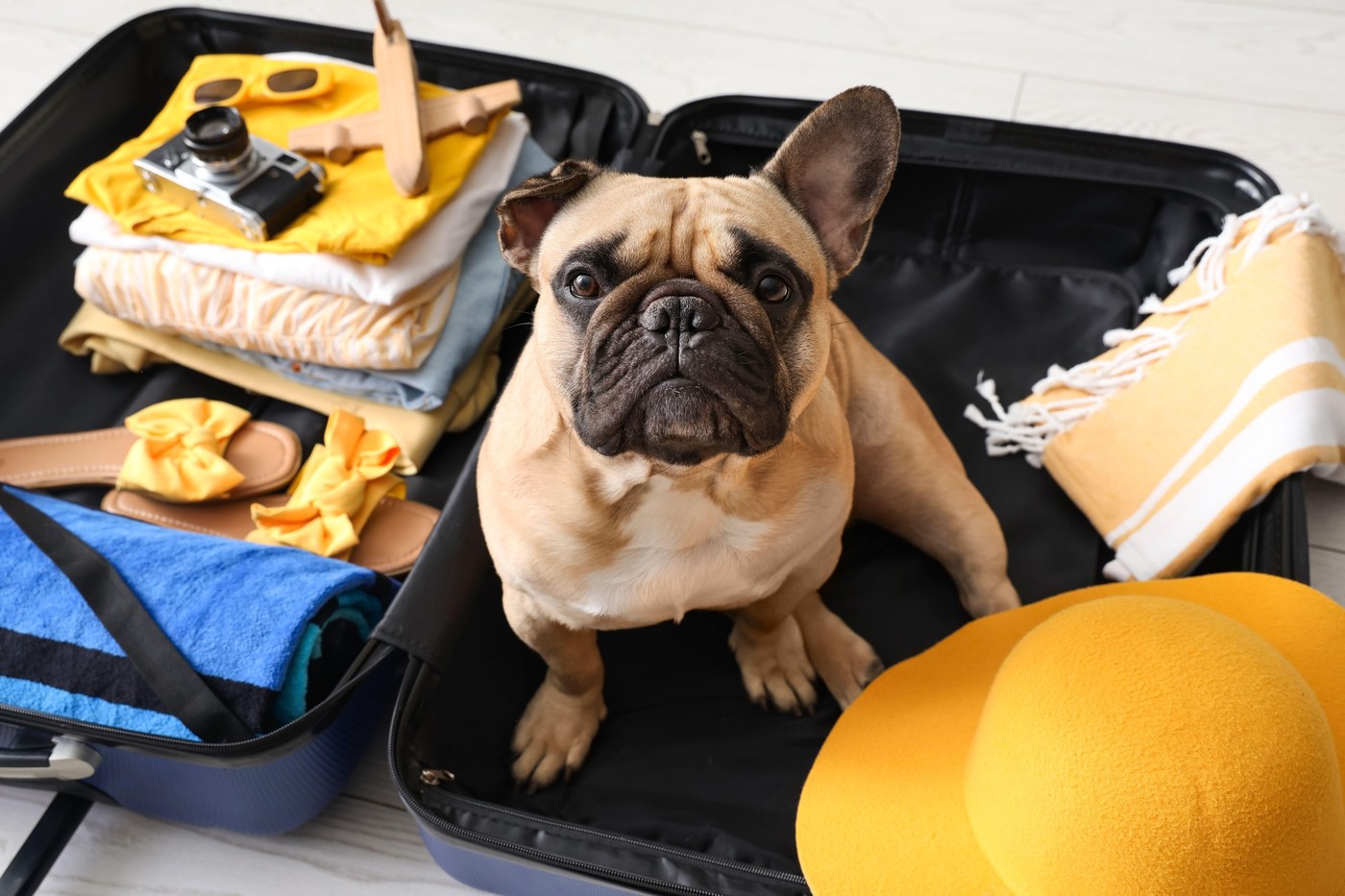 Animalele de companie rămân considerate „bagaje” la zborurile cu avionul. Cum îi afectează pe pasageri decizia Curții de Justiție a UE