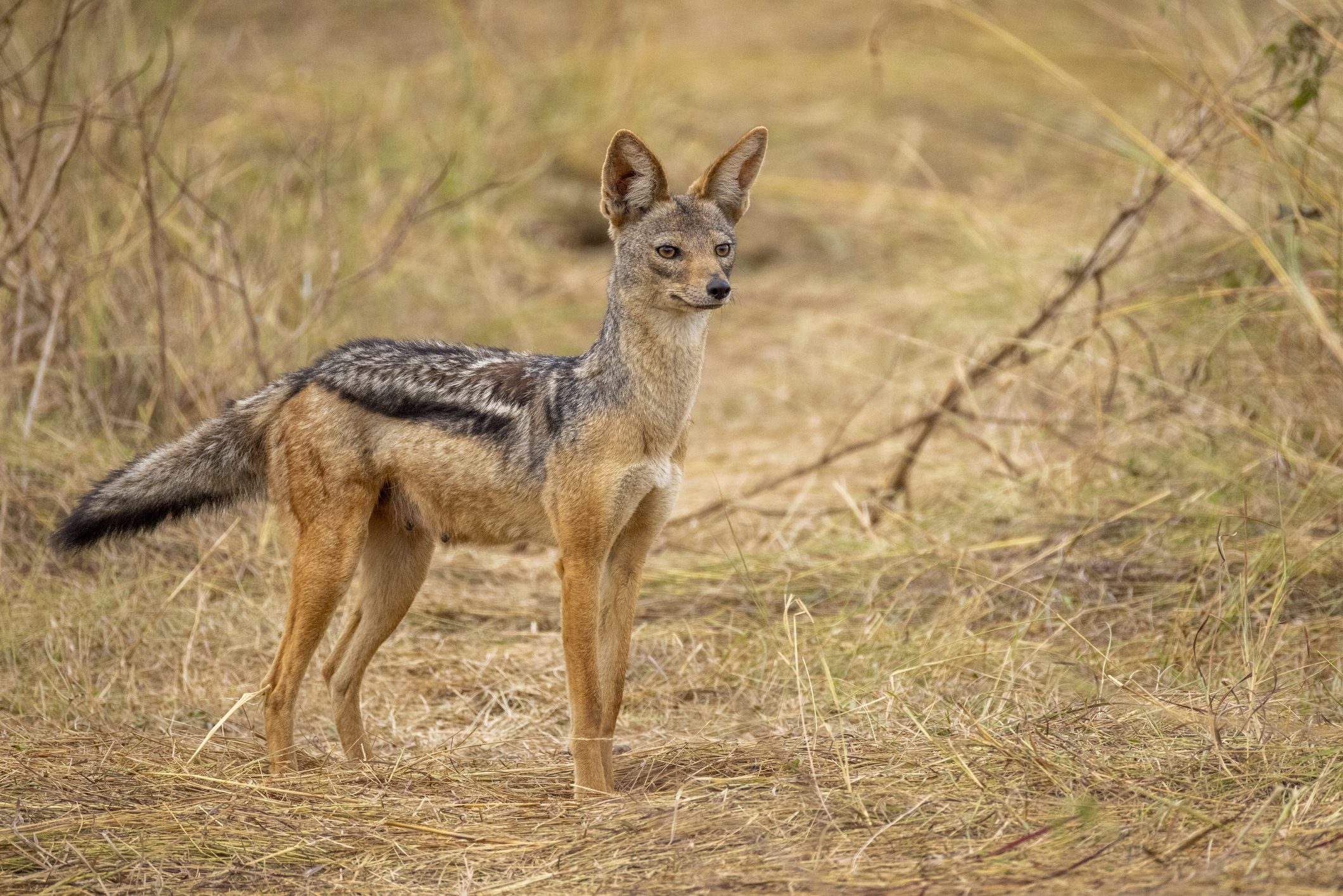„Ne e frică!”. Coșmarul trăit de mii de oameni din satele terorizate de șacali. Animalele s-au înmulțit alarmant în ultimii 5 ani