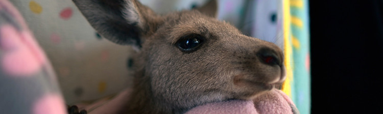 Prietenul meu, animalul | ep. 2