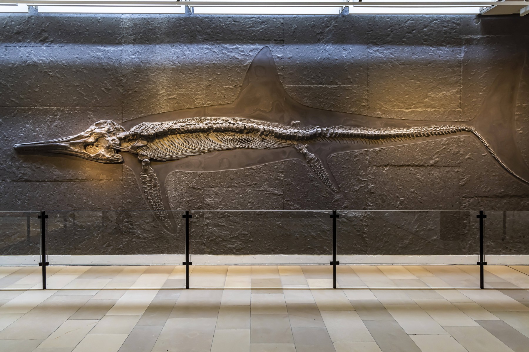 „Dragonul-sabie”, descoperit pe Coasta Jurasică. O nouă specie de reptilă marină rescrie istoria ihtiozaurilor