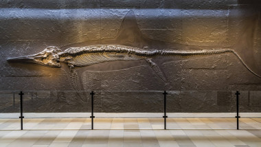 Ichthyosaurier (Temnodontosaurus trigonodon), einer der größten vollständig erhaltenen seiner Art. Urwelt-Museum Hauff i
