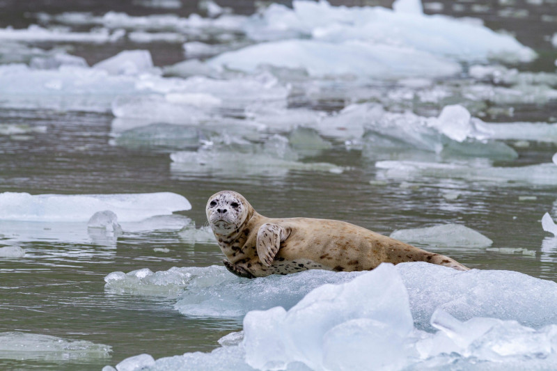 foca arctica, Harbor seal (Phoca vitulina) hauled out on ice calved from South Sawyer Glacier, Southeast Alaska, United States of America, North America
