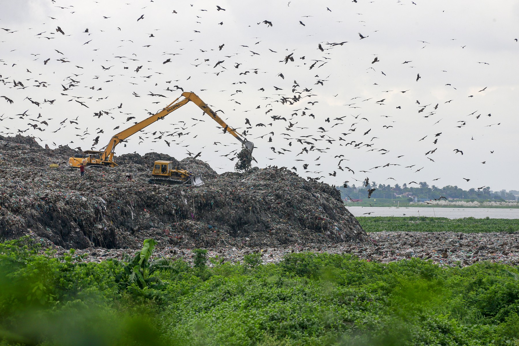 Trei din cinci specii de păsări sunt în declin. Focile arctice, aproape de dispariție. „Criza biodiversității se adâncește”