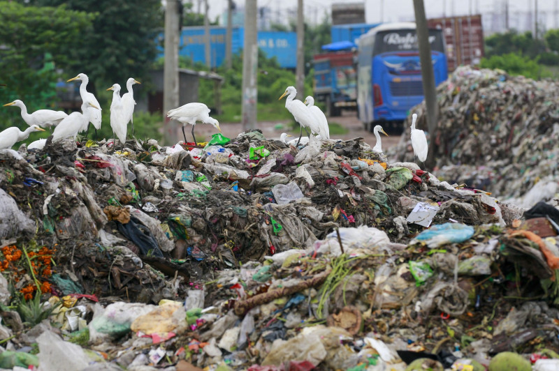 poluare, pasari, Environmental Pollution In Bangladesh
