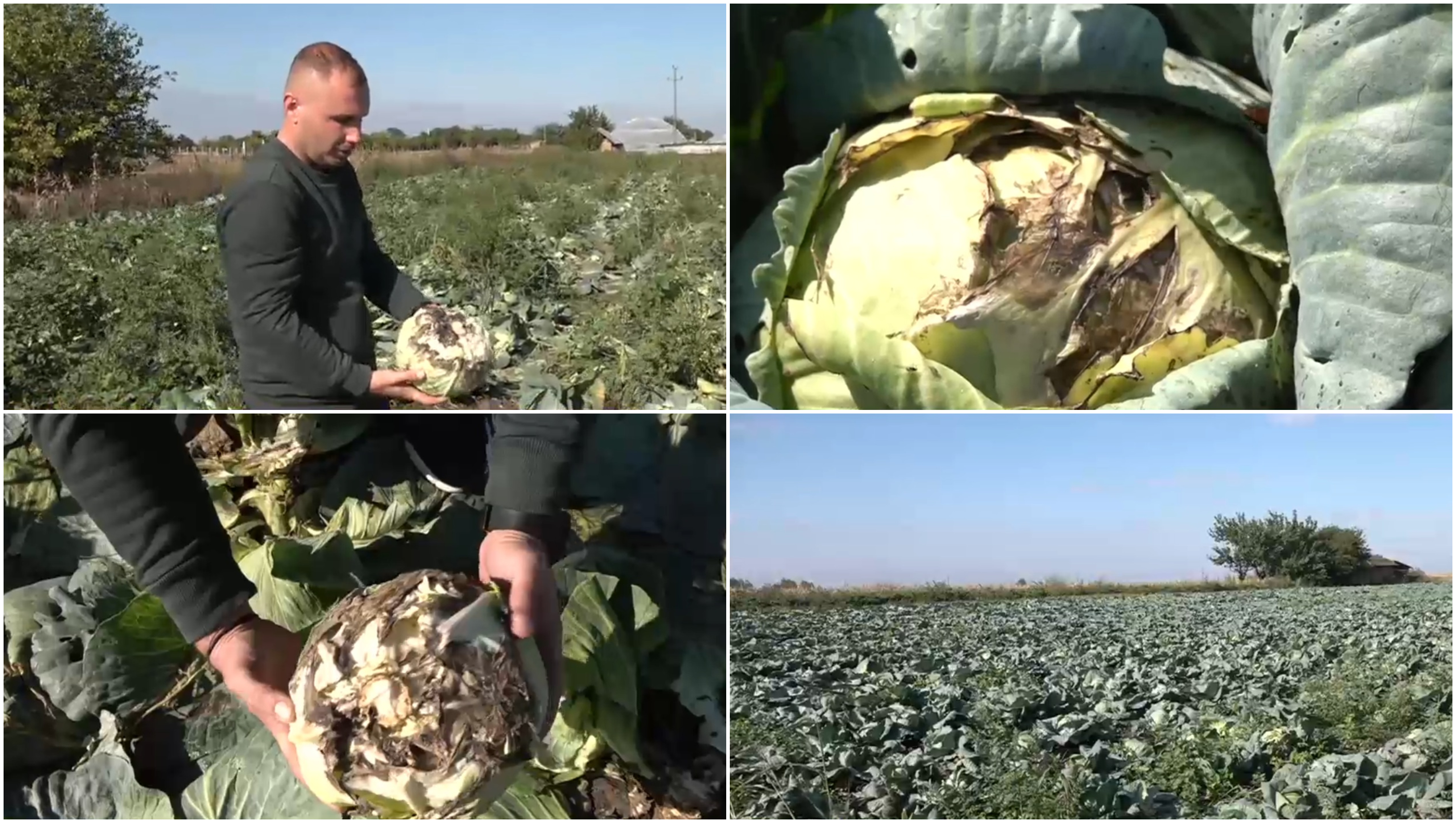 „Pur și simplu, este spartă”. Disperare printre agricultori, după ce ploile din ultimele zile le-au distrus culturile de varză